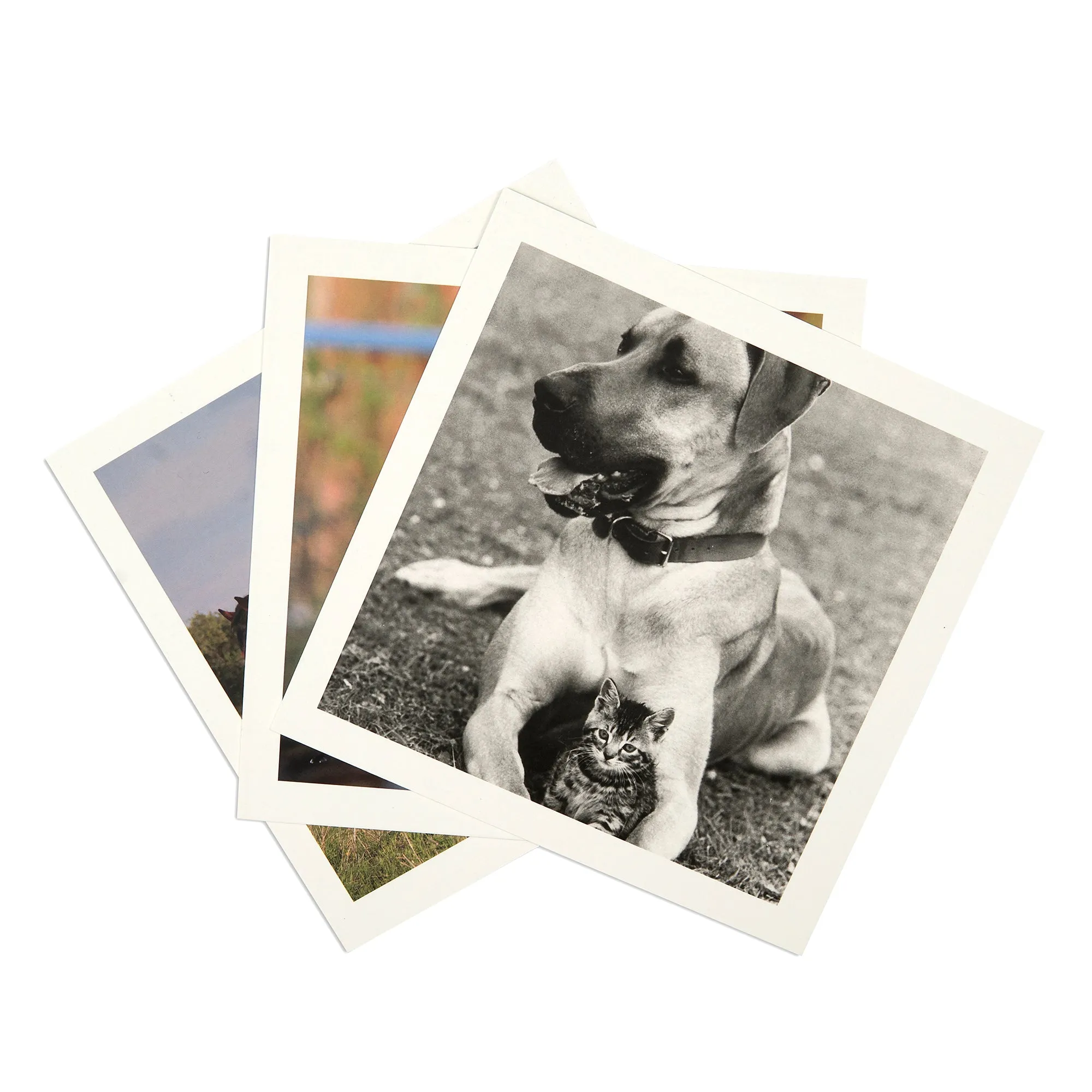 Animals Album